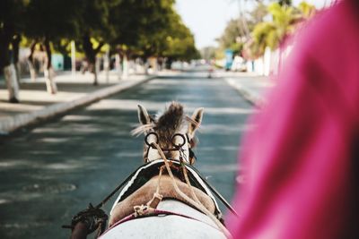 Horse on street in city