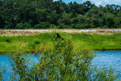 Scenic view of a lake