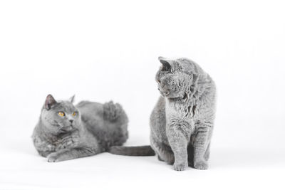 Portrait of cat sitting on white background