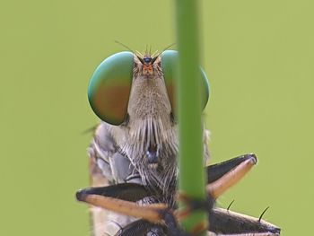 Close-up of bird perching on a plant