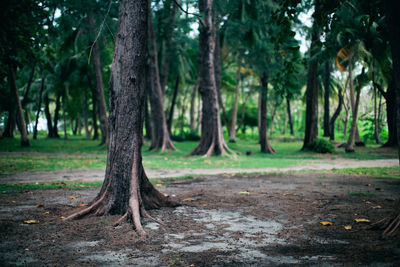 Trees in forest