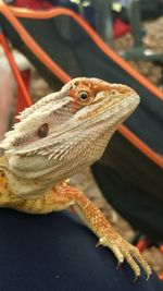 Close-up of curious bearded dragon