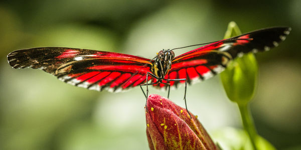 Close-up of butterfly on red flower