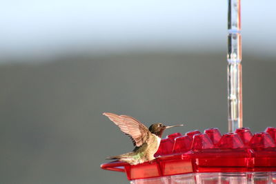 Side view of hummingbird on feeder with blurred horizon 