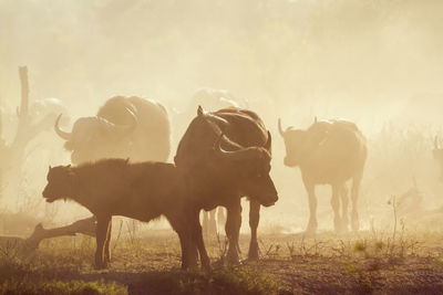 Cows in a field