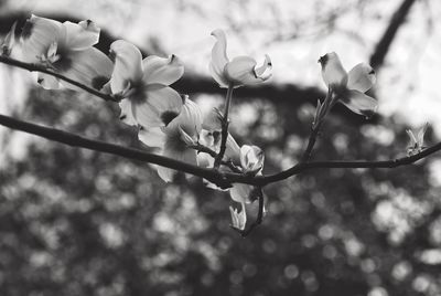 Close-up of flowers blooming outdoors