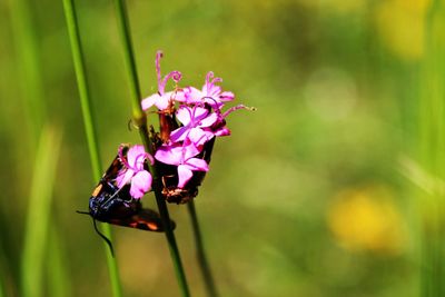 Close-up of bee on pink flower