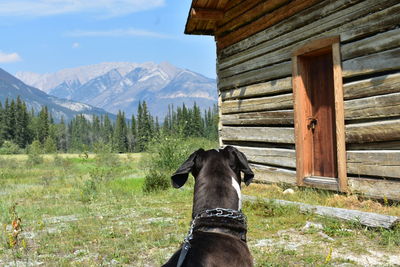 Dog standing on field against mountain