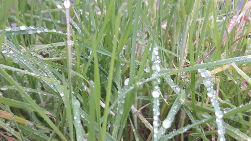 Close-up of water drops on plants