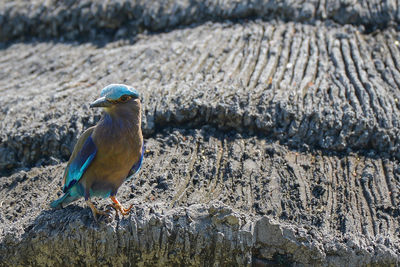 Close-up of bird perching on rock