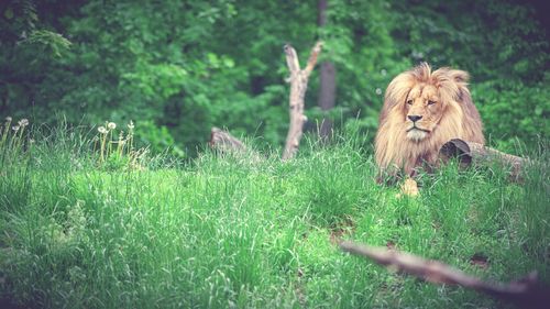 Lion running on grassy field