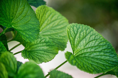 Close-up of green leaves