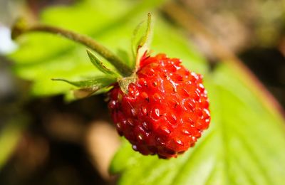 Close-up of strawberry on plant