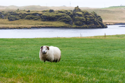 Sheep on grass by lake against sky