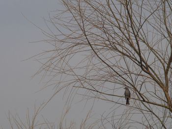 Bare trees against sky