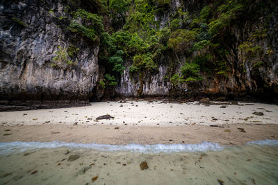Scenic view of sea shore against trees