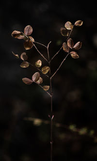 Close-up of wilted plant