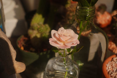 Close-up of rose in glass vase on table