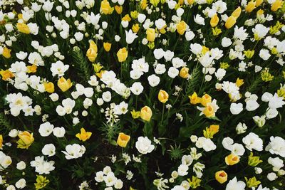 Close-up of fresh yellow flowers blooming in field