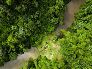 High angle view of trees in forest
