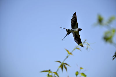 Low angle view of bird flying against clear blue sky