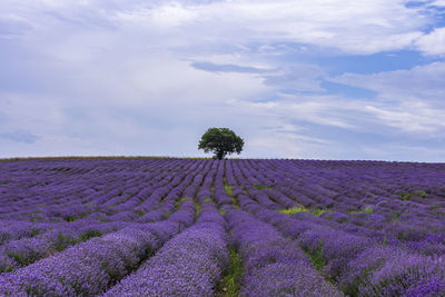 Purple flowering plants on field against sky