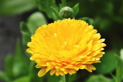 Close-up of yellow flower