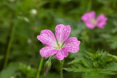 Close-up of pink flower