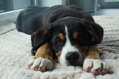 Close-up portrait of dog resting on bed at home