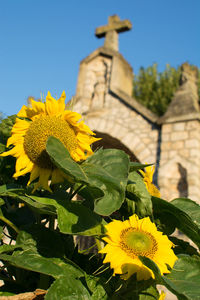 Close-up of sunflower blooming against clear sky