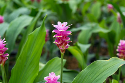 Close-up of pink flowering plant