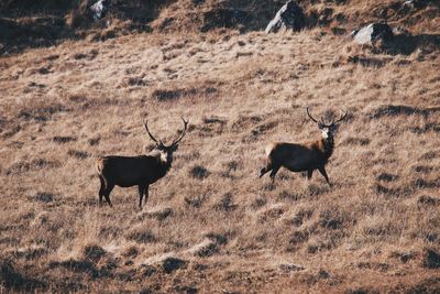 Deer standing on field