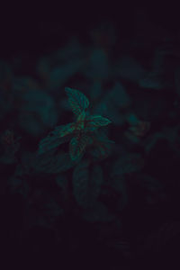 Close-up of plant growing on field at night