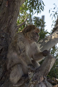 Monkey sitting on tree trunk