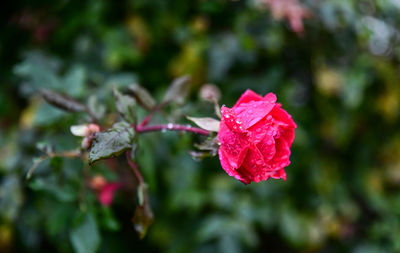 Close-up of pink rose plant