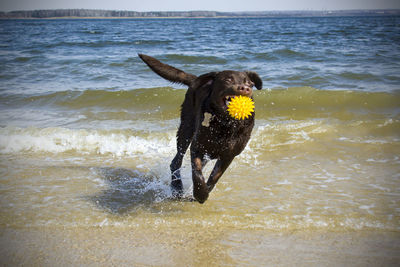 Dog running in the sea