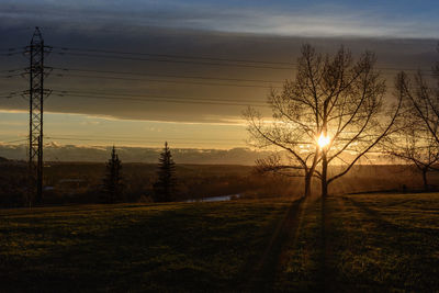 Silhouette trees on field against sky at sunset