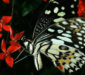 Close-up of butterfly on leaf