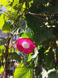 Pink flower blooming in park