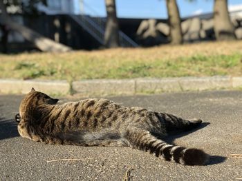 Close-up of a cat resting on road