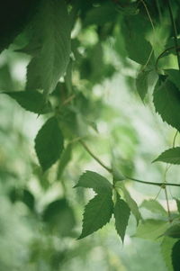 Close-up of leaves against blurred background