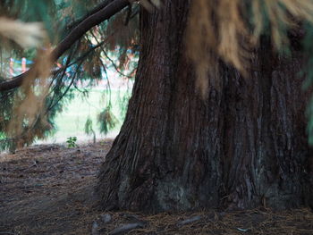 Close-up of tree trunk in forest