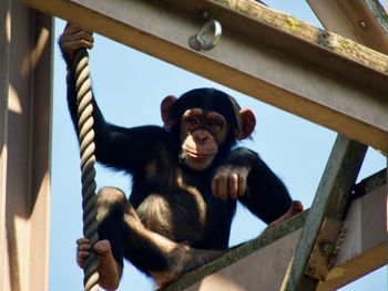 Close-up of young chimpanzee relaxing holding a rope with hand and feet