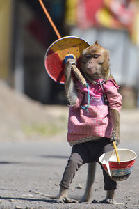 Monkey holding umbrella