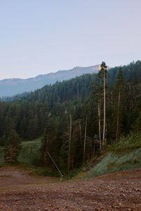 Scenic view of forest against sky