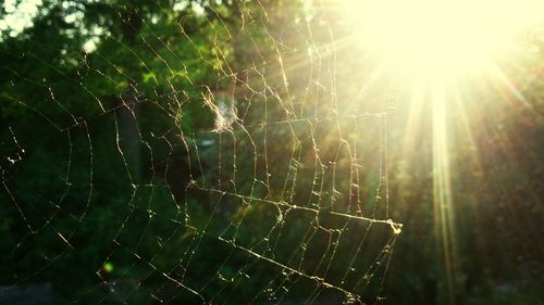 Close-up of spider web