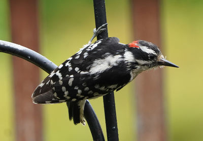 Close-up of bird