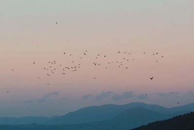 Flock of birds flying in the sky