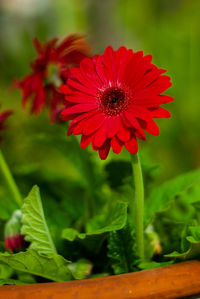 Close-up of red flowering plant