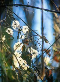 Low angle view of bird perching on tree against sky